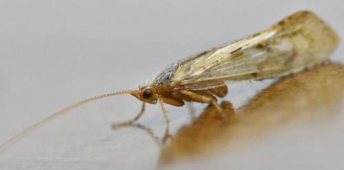 Limnephilus flavicornis